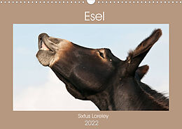 Kalender Esel - Sixtus Loreley (Wandkalender 2022 DIN A3 quer) von Meike Bölts