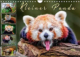 Kalender Kleiner Panda (Wandkalender 2022 DIN A4 quer) von Peter Roder