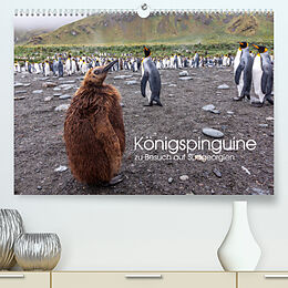 Kalender Königspinguine - zu Besuch auf Südgeorgien (Premium, hochwertiger DIN A2 Wandkalender 2022, Kunstdruck in Hochglanz) von Michael Altmaier