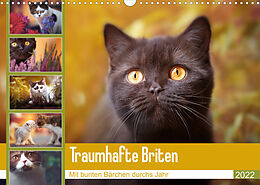 Kalender Traumhafte Briten (Wandkalender 2022 DIN A3 quer) von Wabi-Sabi Tierfotografie by Janina Bürger