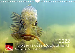 Kalender Tauchrevier Deutschland - Der Hecht (Esox lucius) (Wandkalender 2022 DIN A4 quer) von Mario Merkel. Tauchrevier Deutschland