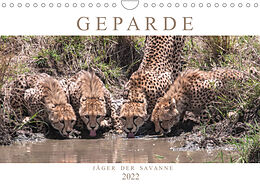 Kalender Geparde - Jäger der Savanne (Wandkalender 2022 DIN A4 quer) von Andreas Lippmann