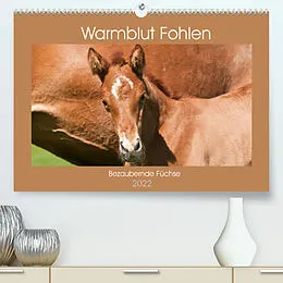 Kalender Warmblut Fohlen - Bezaubernde Füchse (Premium, hochwertiger DIN A2 Wandkalender 2022, Kunstdruck in Hochglanz) von Meike Bölts