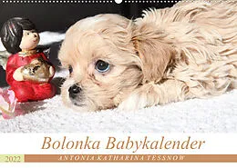 Kalender Bolonka Babykalender 2022 (Wandkalender 2022 DIN A2 quer) von Antonia Katharina Tessnow