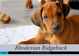 Kalender Rhodesian Ridgeback - eine Liebe fürs Leben (Wandkalender 2022 DIN A3 quer) von Dagmar Behrens