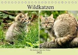 Kalender Wildkatzen - Die lautlosen Jäger des Waldes (Tischkalender 2022 DIN A5 quer) von Arno Klatt