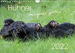 Kalender Hühner im eigenen Garten (Wandkalender 2022 DIN A4 quer) von Nicole Stephan