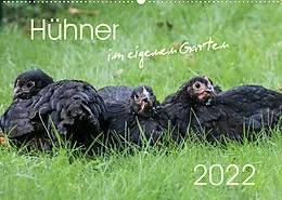 Kalender Hühner im eigenen Garten (Wandkalender 2022 DIN A2 quer) von Nicole Stephan