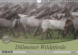 Kalender Dülmener Wildpferde - Wildpferde im Meerfelder Bruch (Wandkalender 2022 DIN A4 quer) von B. Mielewczyk