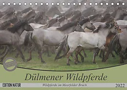 Kalender Dülmener Wildpferde - Wildpferde im Meerfelder Bruch (Tischkalender 2022 DIN A5 quer) von B. Mielewczyk