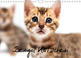Kalender Bengal Kätzchen (Wandkalender 2022 DIN A4 quer) von Sylke Enderlein - Bethari Bengals