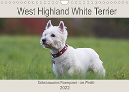 Kalender West Highland White Terrier - Selbstbewustes Powerpaket - der Westie (Wandkalender 2022 DIN A4 quer) von Barbara Mielewczyk