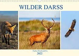Kalender Wilder Darß - Fuchs, Hirsch und Co. 2022 (Wandkalender 2022 DIN A3 quer) von Daniela Beyer (Moqui)