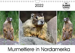 Kalender Murmeltiere in Nordamerika (Wandkalender 2022 DIN A4 quer) von Dieter-M. Wilczek