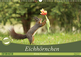 Kalender Eichhörnchen - Kleine Fotostars (Wandkalender 2022 DIN A3 quer) von Birgit Cerny