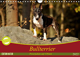 Kalender Bullterrier, Powerpakete auf 4 Pfoten (Wandkalender 2022 DIN A4 quer) von Yvonne Janetzek