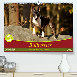 Kalender Bullterrier, Powerpakete auf 4 Pfoten (Premium, hochwertiger DIN A2 Wandkalender 2022, Kunstdruck in Hochglanz) von Yvonne Janetzek