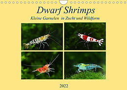 Kalender Dwarf Shrimps - kleine Garnelen (Wandkalender 2022 DIN A4 quer) von Rudolf Pohlmann