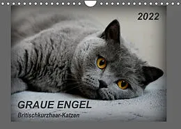 Kalender GRAUE ENGEL Britischkurzhaar-Katzen (Wandkalender 2022 DIN A4 quer) von Jacky-fotos
