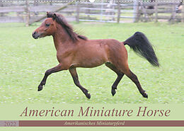 Kalender American Miniature Horse (Wandkalender 2022 DIN A2 quer) von Barbara Mielewczyk
