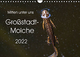 Kalender Mitten unter uns - Großstadt-Molche (Wandkalender 2022 DIN A4 quer) von Anne Wibke Hildebrandt