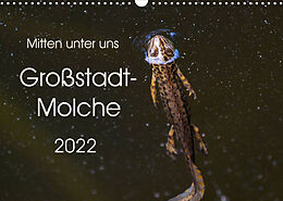 Kalender Mitten unter uns - Großstadt-Molche (Wandkalender 2022 DIN A3 quer) von Anne Wibke Hildebrandt