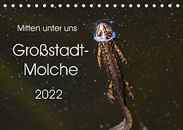 Kalender Mitten unter uns - Großstadt-Molche (Tischkalender 2022 DIN A5 quer) von Anne Wibke Hildebrandt
