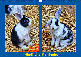 Kalender Niedliche Kaninchen (Wandkalender 2022 DIN A3 quer) von Kattobello