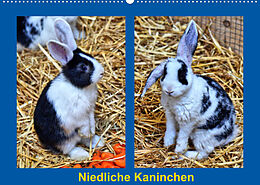 Kalender Niedliche Kaninchen (Wandkalender 2022 DIN A2 quer) von Kattobello