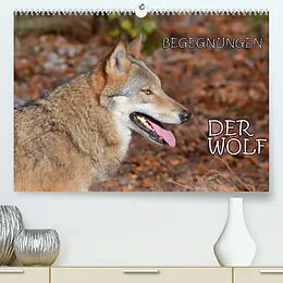 Kalender Begegnungen DER WOLF (Premium, hochwertiger DIN A2 Wandkalender 2022, Kunstdruck in Hochglanz) von GUGIGEI