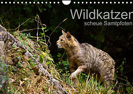Kalender Wildkatzen - scheue Samtpfoten (Wandkalender 2022 DIN A4 quer) von Cloudtail the Snow Leopard