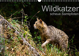 Kalender Wildkatzen - scheue Samtpfoten (Wandkalender 2022 DIN A3 quer) von Cloudtail the Snow Leopard