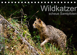 Kalender Wildkatzen - scheue Samtpfoten (Tischkalender 2022 DIN A5 quer) von Cloudtail the Snow Leopard