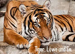 Kalender Tiger, Löwe und Co. (Wandkalender 2022 DIN A2 quer) von Sylke Enderlein - Bethari Bengals