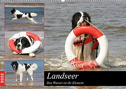 Kalender Landseer - Das Wasser ist ihr Element (Wandkalender 2022 DIN A2 quer) von Barbara Mielewczyk und Brigitte Weil