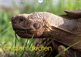 Kalender Landschildkröten (Wandkalender 2022 DIN A4 quer) von Marion Sixt