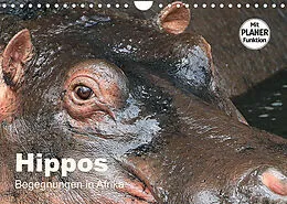 Kalender Hippos - Begegnungen in Afrika (Wandkalender 2022 DIN A4 quer) von Michael Herzog
