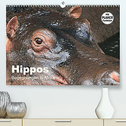 Kalender Hippos - Begegnungen in Afrika (Premium, hochwertiger DIN A2 Wandkalender 2022, Kunstdruck in Hochglanz) von Michael Herzog