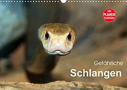 Kalender Gefährliche Schlangen (Wandkalender 2022 DIN A3 quer) von Michael Herzog