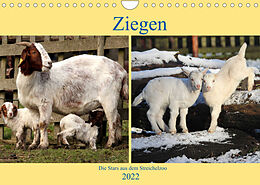 Kalender Ziegen - Die Stars aus dem Streichelzoo (Wandkalender 2022 DIN A4 quer) von Arno Klatt