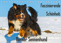 Kalender Faszinierende Schönheit Berner Sennenhund (Tischkalender 2022 DIN A5 quer) von Sigrid Starick