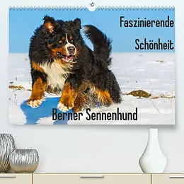 Kalender Faszinierende Schönheit Berner Sennenhund (Premium, hochwertiger DIN A2 Wandkalender 2022, Kunstdruck in Hochglanz) von Sigrid Starick