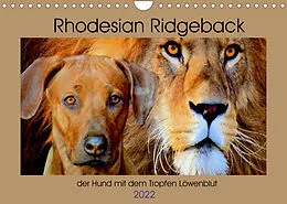 Kalender Rhodesian Ridgeback der Hund mit dem Tropfen Löwenblut (Wandkalender 2022 DIN A4 quer) von Dagmar Behrens