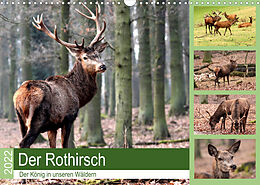 Kalender Der Rothirsch - Der König in unseren Wäldern (Wandkalender 2022 DIN A3 quer) von Arno Klatt