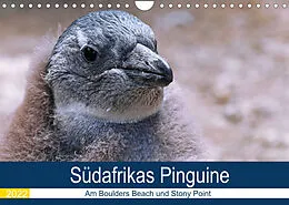 Kalender Südafrikas Pinguine 2022 (Wandkalender 2022 DIN A4 quer) von Wibke Woyke