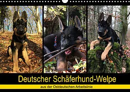 Kalender Deutscher Schäferhund-Welpe - aus der Ostdeutschen Arbeitslinie (Wandkalender 2022 DIN A3 quer) von Tanja Riedel