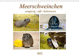 Kalender MEERSCHWEINCHEN neugierig - süß - liebenswert (Wandkalender 2022 DIN A3 quer) von Petra Fischer