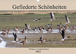 Kalender Gefiederte Schönheiten - Wildgänse in Norddeutschland (Wandkalender 2022 DIN A3 quer) von Rolf Pötsch