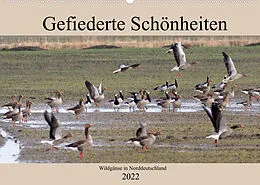 Kalender Gefiederte Schönheiten - Wildgänse in Norddeutschland (Wandkalender 2022 DIN A2 quer) von Rolf Pötsch