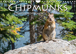 Kalender Chipmunks Streifenhörnchen (Wandkalender 2022 DIN A4 quer) von Robert Styppa